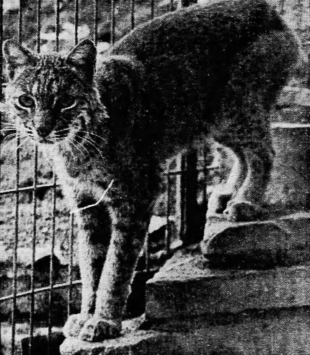 Roberta the bobcat
